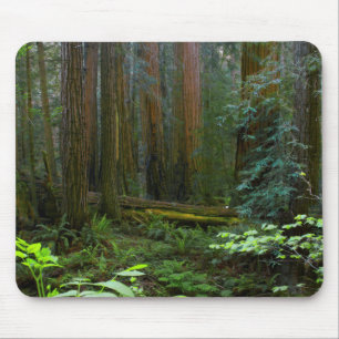 Riesenmammutbäume im Muir Woods National Park Mousepad