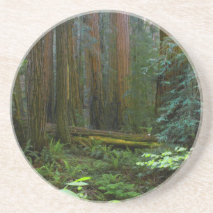Riesenmammutbäume im Muir Woods National Park Untersetzer