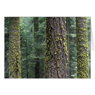 Riesenmammutbäume im Wald, Sequoia und