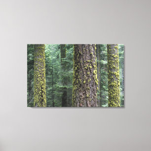 Riesenmammutbäume im Wald, Sequoia und Leinwanddruck