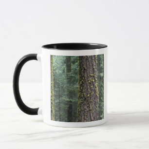 Riesenmammutbäume im Wald, Sequoia und Tasse