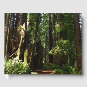 Riesenmammutbäume und Farne im Redwood National Pa Gästebuch