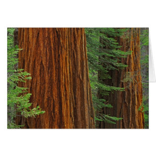 Riesenmammutbaumstämme im Wald, Yosemite