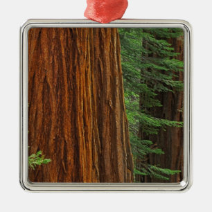Riesenmammutbaumstämme im Wald, Yosemite Ornament Aus Metall