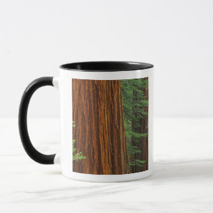 Riesenmammutbaumstämme im Wald, Yosemite Tasse