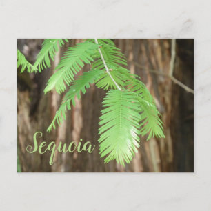 Riesennadel aus Sequoia Postkarte