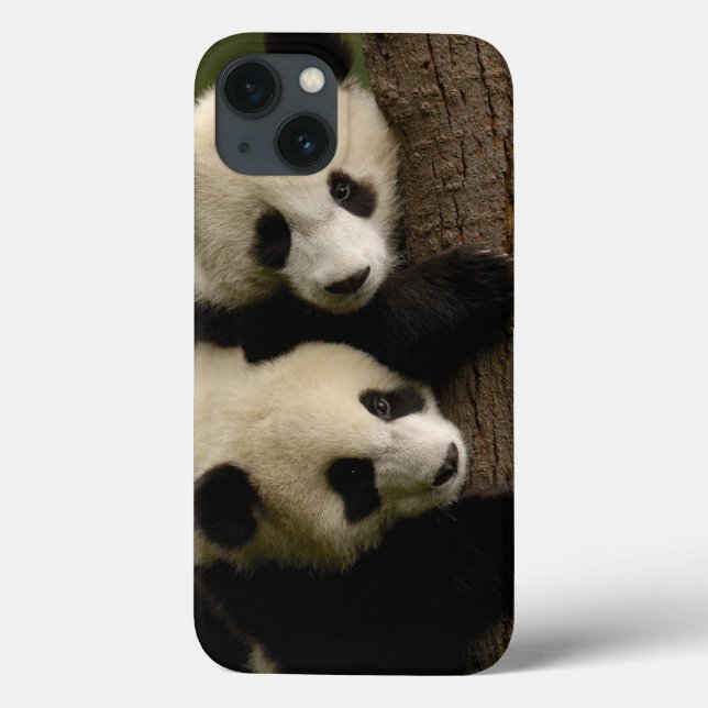 Riesenpanda (Ailuropoda melanoleuca) 2 Case-Mate iPhone Hülle (Rückseite)
