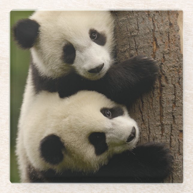 Riesenpanda (Ailuropoda melanoleuca) 2 Glasuntersetzer (Vorderseite)