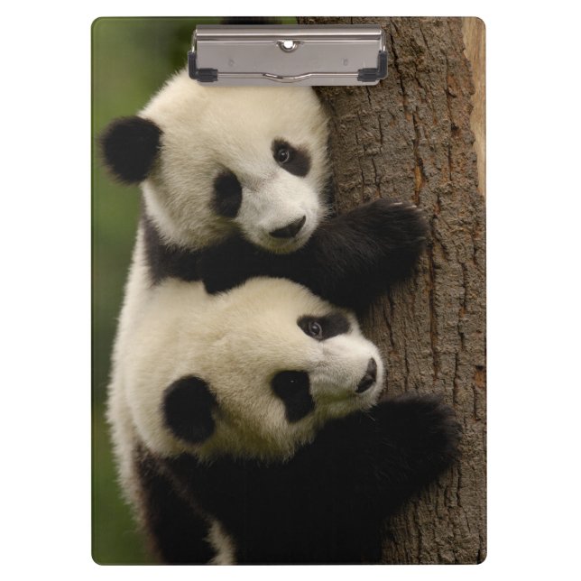 Riesenpanda (Ailuropoda melanoleuca) 2 Klemmbrett (Vorderseite)
