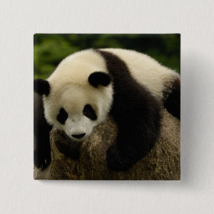 Riesenpanda (Ailuropoda melanoleuca) Button