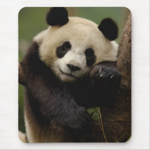 Riesenpanda Ailuropoda melanoleuca) Familie Mousepad