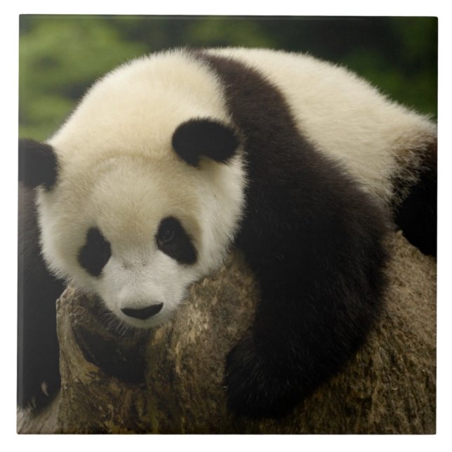 Riesenpanda (Ailuropoda melanoleuca) Fliese (Vorderseite)