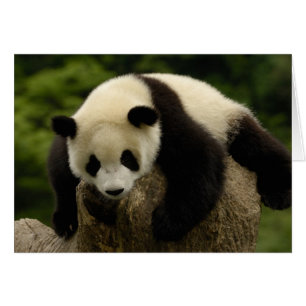 Riesenpanda-Baby (Ailuropoda melanoleuca)