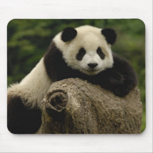 Riesenpanda-Baby Ailuropoda melanoleuca) Mousepad