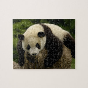 Riesenpanda-Baby (Ailuropoda melanoleuca) Puzzle