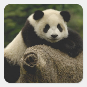 Riesenpanda-Baby (Ailuropoda melanoleuca) Quadratischer Aufkleber