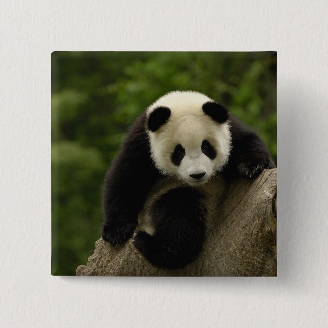 Riesenpanda-Baby Button (Vorderseite)