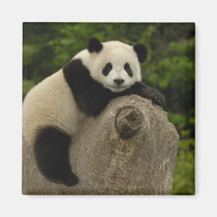 Riesenpanda-Baby Magnet