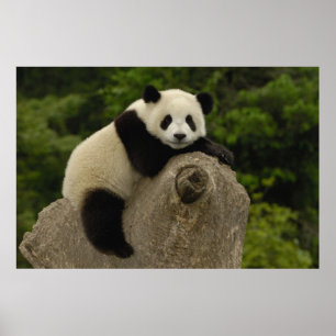 Riesenpanda-Baby Poster