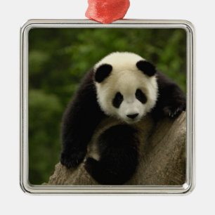 Riesenpanda-Baby Silbernes Ornament