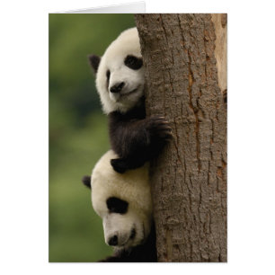 Riesenpanda-Babys Ailuropoda melanoleuca)