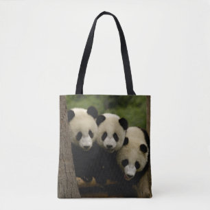 Riesenpanda-Babys Ailuropoda melanoleuca)