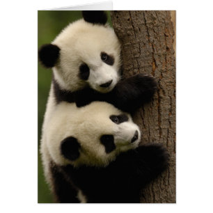 Riesenpanda-Babys (Ailuropoda melanoleuca) 2