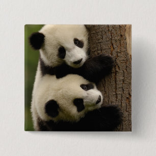 Riesenpanda-Babys (Ailuropoda melanoleuca) 2 Button