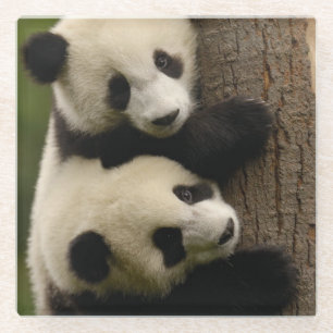 Riesenpanda-Babys (Ailuropoda melanoleuca) 2 Glasuntersetzer