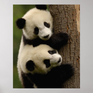 Riesenpanda-Babys (Ailuropoda melanoleuca) 2 Poster