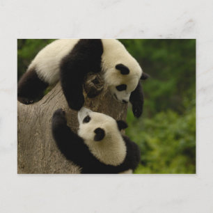 Riesenpanda-Babys (Ailuropoda melanoleuca) 5 Postkarte