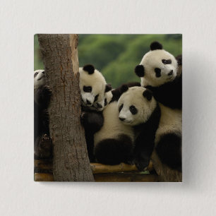 Riesenpanda-Babys Ailuropoda melanoleuca) Button