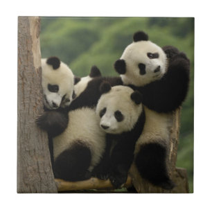 Riesenpanda-Babys Ailuropoda melanoleuca) Fliese
