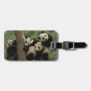 Riesenpanda-Babys Ailuropoda melanoleuca) Gepäckanhänger