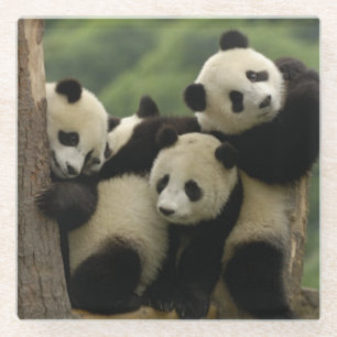 Riesenpanda-Babys Ailuropoda melanoleuca) Glasuntersetzer
