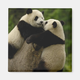 Riesenpanda-Babys (Ailuropoda melanoleuca) Magnet