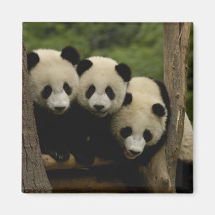 Riesenpanda-Babys Ailuropoda melanoleuca) Magnet