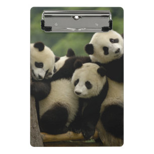 Riesenpanda-Babys Ailuropoda melanoleuca) Mini Klemmbrett