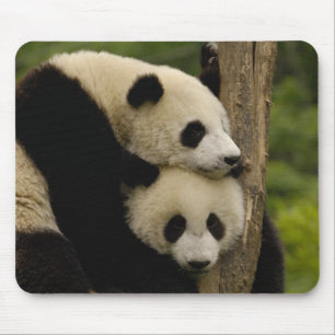 Riesenpanda-Babys Ailuropoda melanoleuca) Mousepad