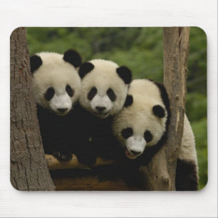Riesenpanda-Babys Ailuropoda melanoleuca) Mousepad