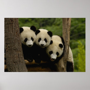 Riesenpanda-Babys Ailuropoda melanoleuca) Poster