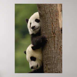 Riesenpanda-Babys Ailuropoda melanoleuca) Poster