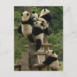 Riesenpanda-Babys Ailuropoda melanoleuca) Postkarte
