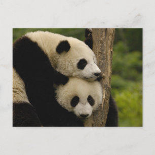 Riesenpanda-Babys Ailuropoda melanoleuca) Postkarte