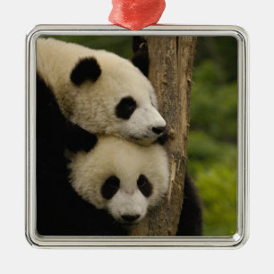 Riesenpanda-Babys Ailuropoda melanoleuca) Silbernes Ornament