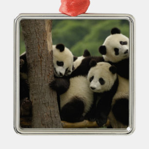 Riesenpanda-Babys Ailuropoda melanoleuca) Silbernes Ornament