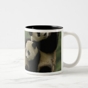Riesenpanda-Babys Ailuropoda melanoleuca) Zweifarbige Tasse