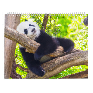 Riesenpanda-Babys Kalender