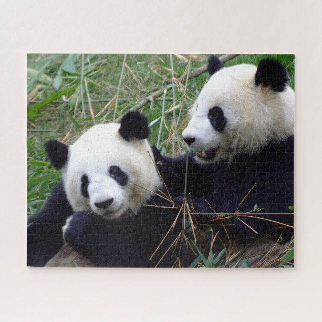 Riesenpanda-Bears essen Bambus und spielen Puzzle (Horizontal)