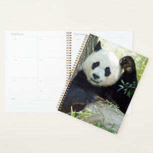 Riesenpanda, die sich gegen den Baum erhebt Planer